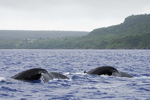 ザトウクジラ　ペア