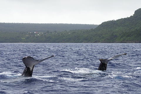 ザトウクジラ　ペア