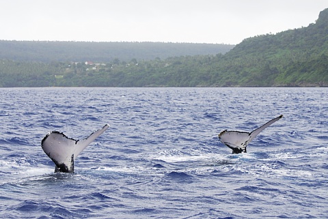 ザトウクジラ　ペア