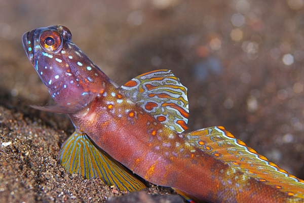 メタリックシュリンプゴビー