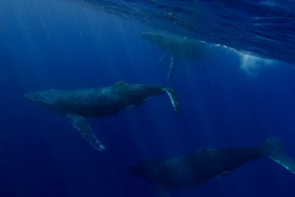 ザトウクジラ　ヒートラン