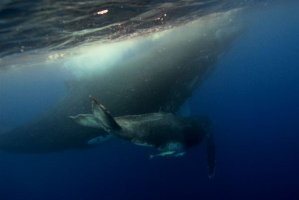 ザトウクジラ　母子