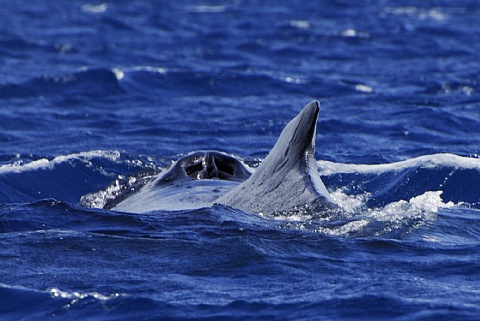 ザトウクジラ