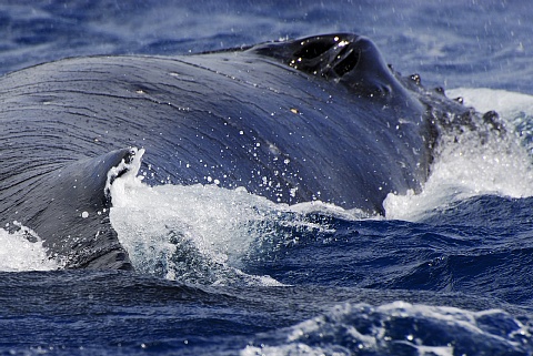 ザトウクジラ
