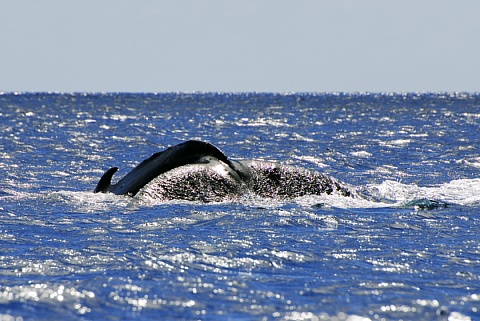 ザトウクジラ