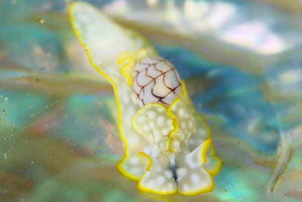 コンシボリガイ