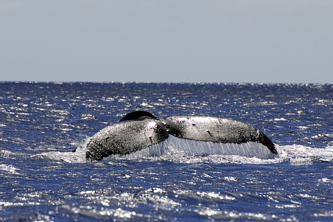 ザトウクジラ