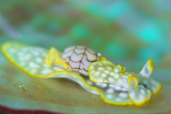 コンシボリガイ