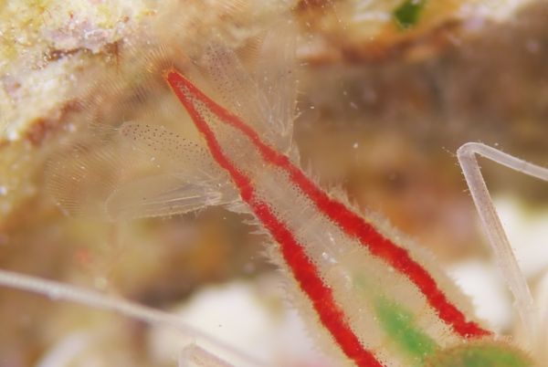 アーレイボクサーシュリンプ