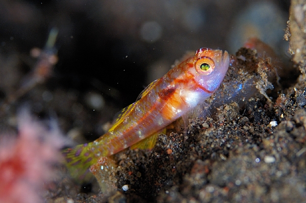 カタボシニシキベニハゼ近似種