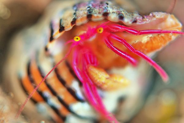 クレナイゼブラヤドカリ