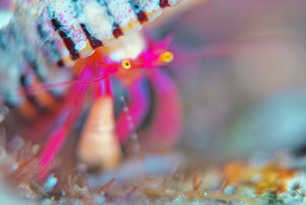 クレナイゼブラヤドカリ