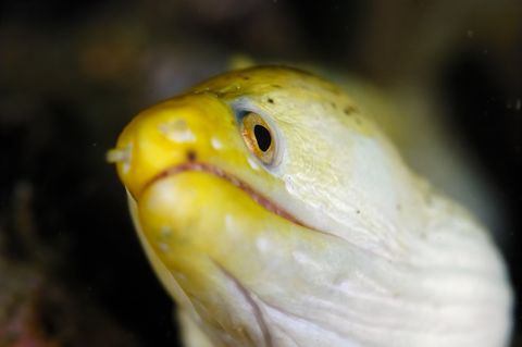 ？ウツボ