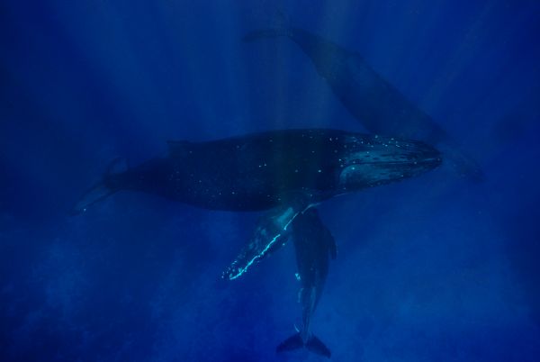 ザトウクジラ　水中写真　母子とエスコート