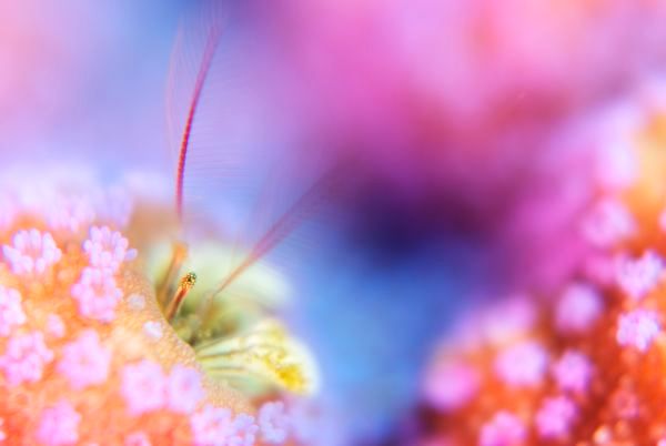 カンザシヤドカリ