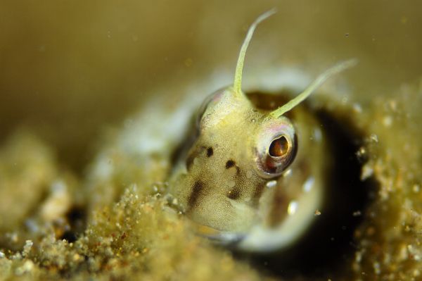 ロウソクギンポ