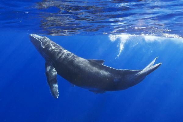 humpback whale calf