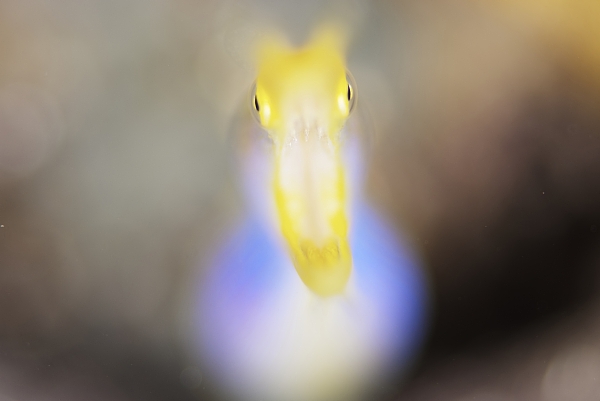 ハナヒゲウツボ