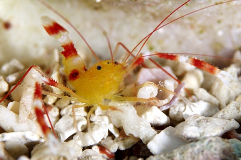 ザンジバルボクサーシュリンプ