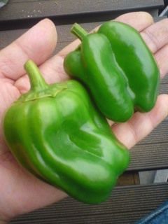 100611ピーマン収穫