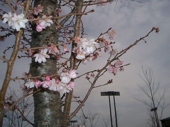 t_070120 ハーベスト 005.jpg