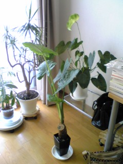 クワズイモちゃん