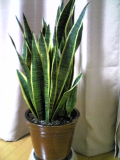 ２００７サンセベリア１号