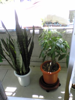 サンセベリア３号とパキラちゃん