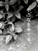 ちいさないのち。
