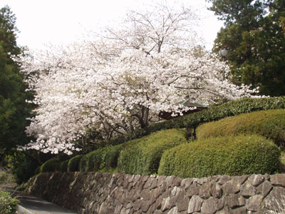 駐車場近くの公園の桜。　素晴らしかった。