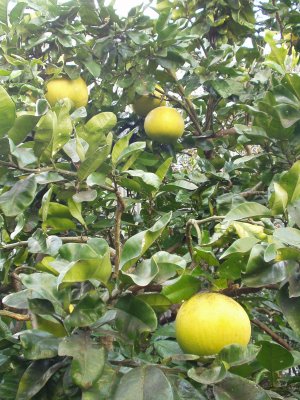 晩白柚　角度を変えて撮影