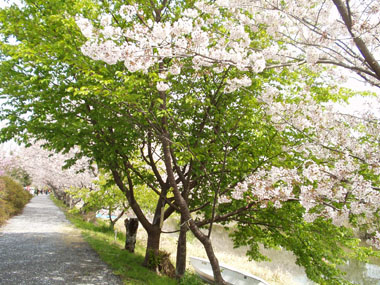 桜・１　　早咲きの桜が終わって、葉桜になっていた。　桜の淡いピンクと緑葉が美しい。　