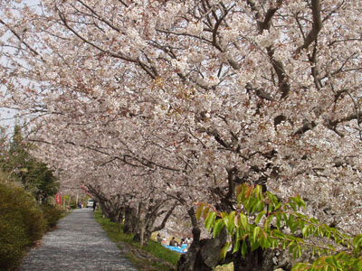 桜・２　　右に川を見ながらゆっくりと、桜の花を楽しんで歩きました。　