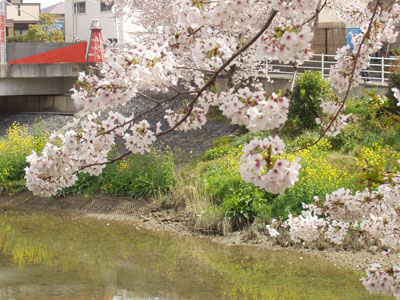 桜・３　　川の面（も）に　枝伸びゆきて　咲きををる　桜の花は　匂ひ満や　　お局作　　