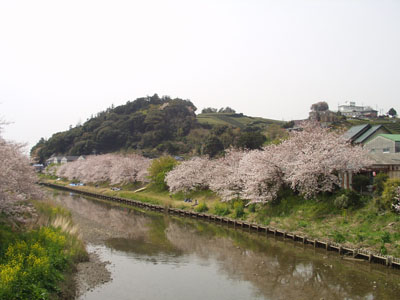 桜・４　　橋より両岸に咲く桜を撮る。　