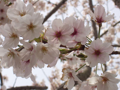 桜の花の接写・１　　綺麗の一言です。　