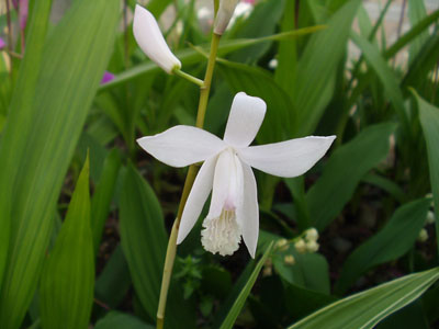 しらん　（白）　この花は品が良いです。　緑葉に淡いピンクの花が美しい　