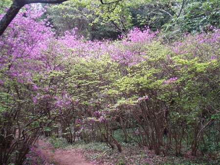 コバノミツバツツジ・ヘ