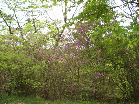 コバノミツバツツジ・ト