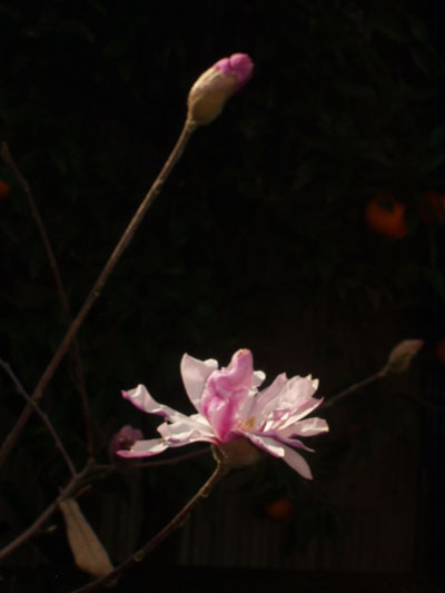 ひめしでこぶし・８　　花とつぼみ　　もう一回り大きく写した画像がありますが、蕾が上にあってバランスが良くないので、この画像を載せました。