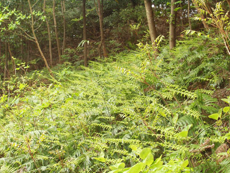 コバノミツバツツジ・チ　　クサソテツだと思います　