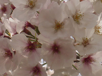 桜の花の接写・２　　１週間後にはこの花びらも散ってゆくでしょう。