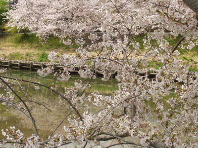 桜・７　　南側の道より対岸を撮る。　水の流れはゆっくりです。　