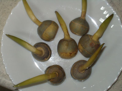 慈姑（くわい）・１