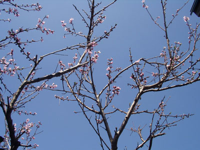 2006・3・25・桃の花 昨日の午後に撮った桃の木。　昨日は晴れていました。　青空に桃の花が映え美しかった。　