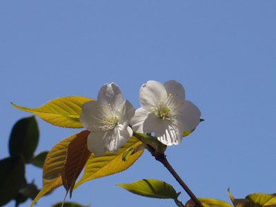 山桜・１ 花びらが白く見えますが、淡いピンク色です。　