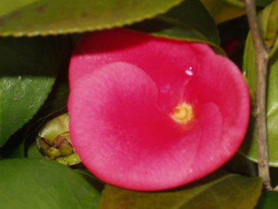 八重の椿・中の花びらが散っています