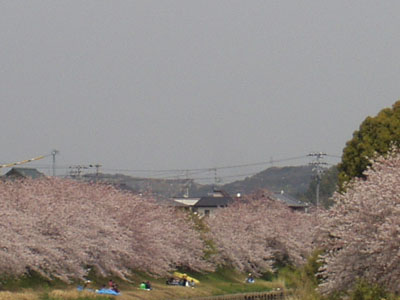 桜・６　　　今日は晴れていました。　風が時々優しく吹いていました。　　　