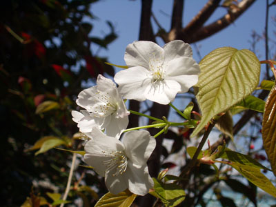 山桜・３　　　目の前に咲く山桜。　咲いて２日目になります。　