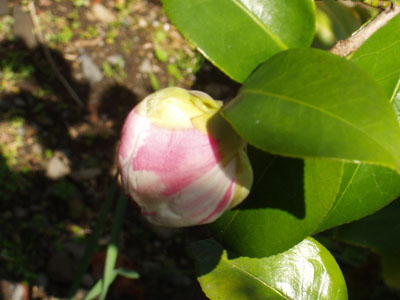 ２００７・３・３１・肥後椿の蕾